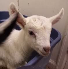 Morning Glories - Goats