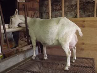 Good goat news thread - Goats