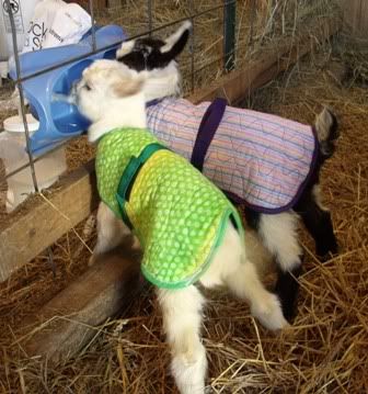 Kid Coats BOGO!! - Goats