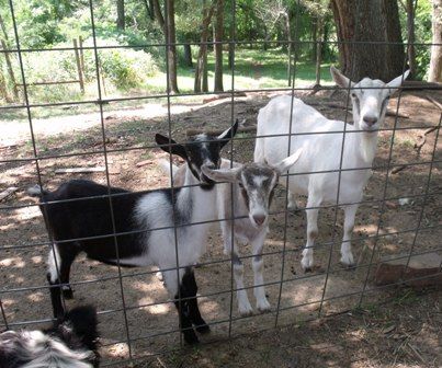 Alpine or Saanen - Goats