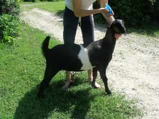 Bringing up baby *pics - Goats