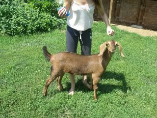 Bringing up baby *pics - Goats