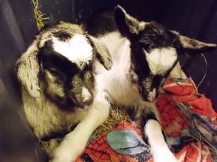 A Sable for Christmas! - Goats