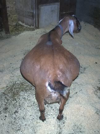 Big Bellies! - Goats