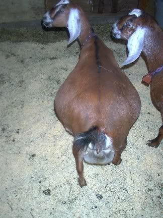 Big Bellies! - Goats