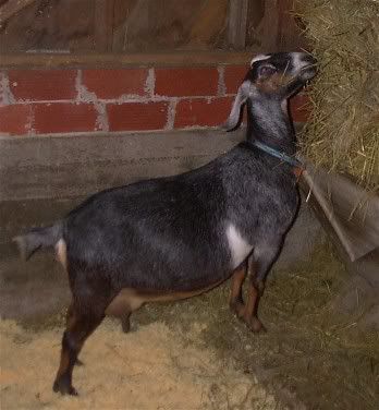 Big Bellies! - Goats