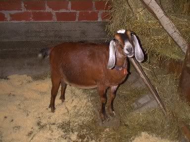 Big Bellies! - Goats