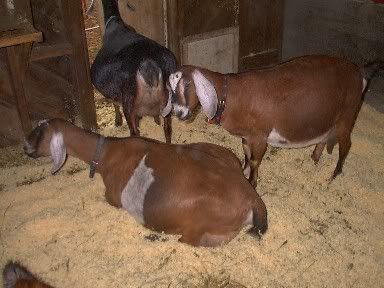 Big Bellies! - Goats