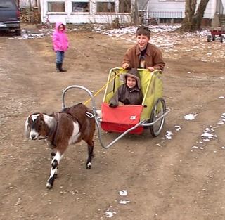 Goats for draft or packing? - Goats