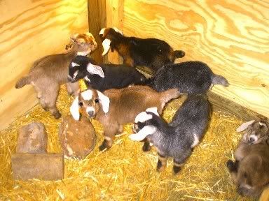 Big Bellies! - Goats