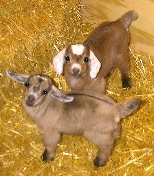 Big Bellies! - Goats