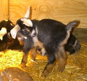 Big Bellies! - Goats