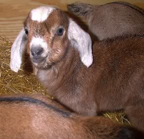 Big Bellies! - Goats