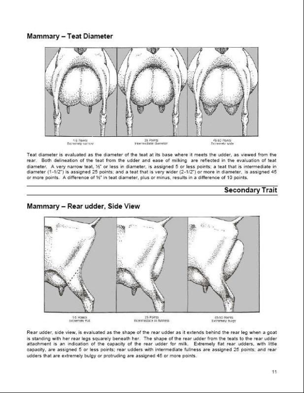 Here is Penny's udder before milking this morning. - Goats