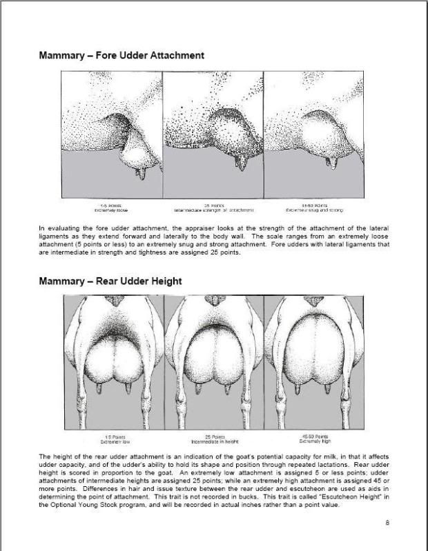 Here is Penny's udder before milking this morning. - Goats