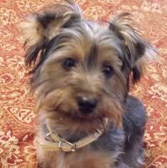 Morning Glories - Goats