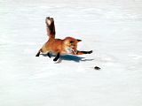Chasing-A-Snack-Red-Fox.jpg image by foxboy93
