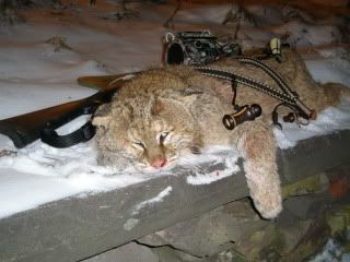 Coyote Wolf Bobcat 3 .243 CartridgeCalls Predator Calls Free Bumper Sticker