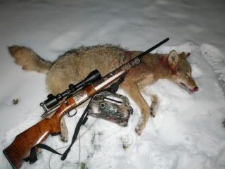 Feb9Coyote.jpg