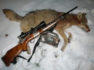 Feb9Coyote1.jpg