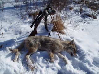 Coyote Wolf Bobcat 3 .243 CartridgeCalls Predator Calls Free Bumper Sticker