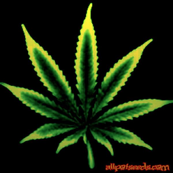 pot leaf - Cool Graphic