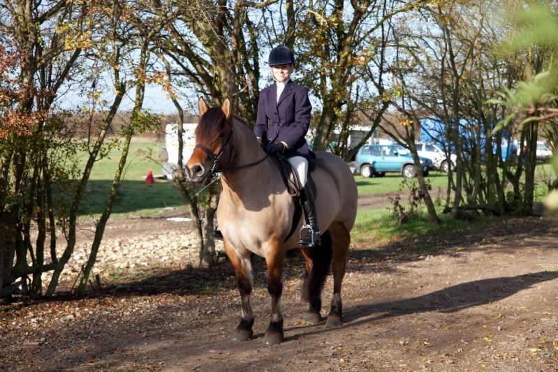 Tips for correcting head tilting? Horse and Hound Forum