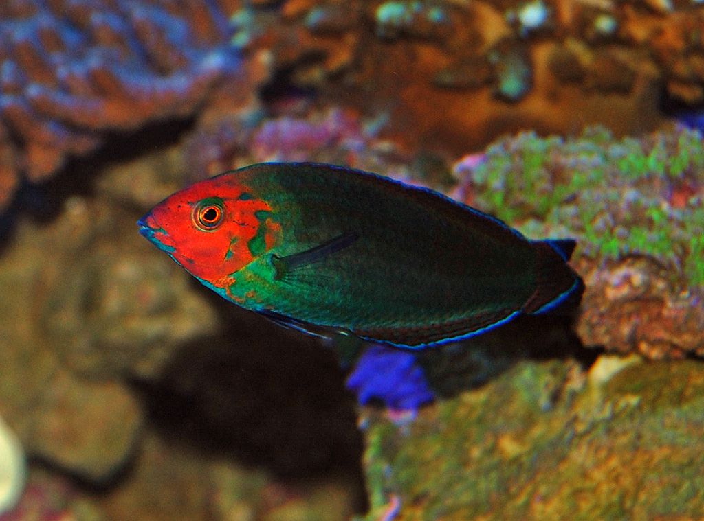 Red-Head-Wrasse_zps4a86197a.jpg