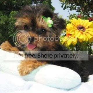 yorkiiiie Pictures, Images and Photos