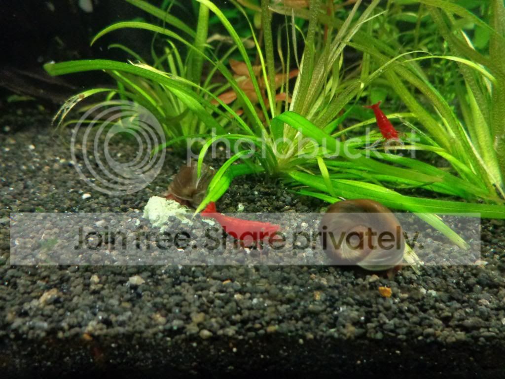 Bloody Mary Shrimp Mother and her babies - The Planted Bloody Mary Shrimp Mother and her babies - The Planted
