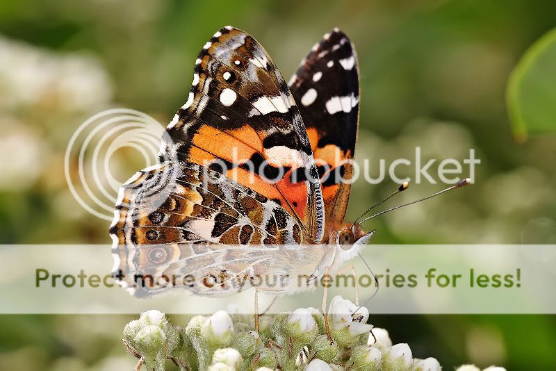 2008年6月23日:澳洲姬红蛱蝶