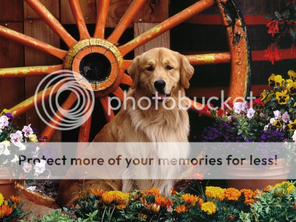 feeling_golden-normal_zps5fb215a4.jpg