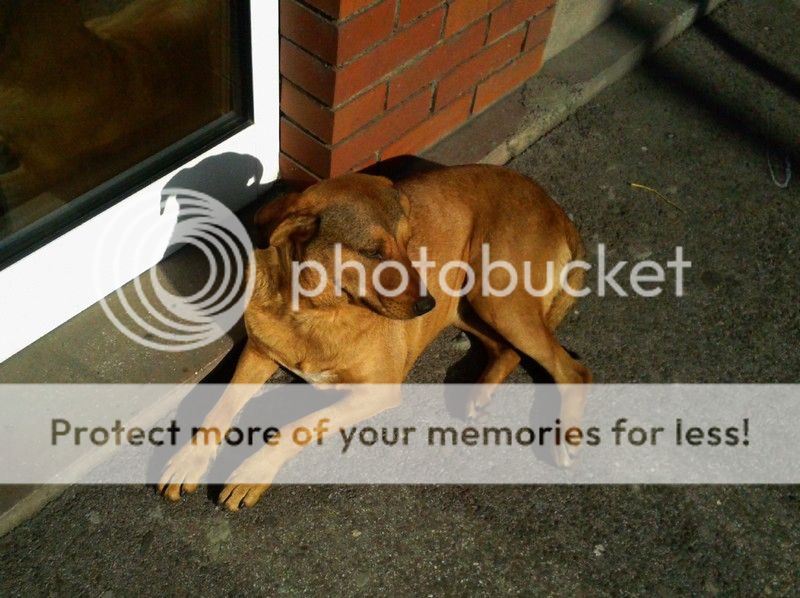 20141102_120213_zps7b158ac9.jpg