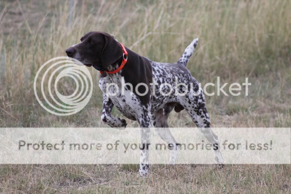 Magic City Gun Dogs - Montana German Shorthaired Pointer Breeders - Gun ...